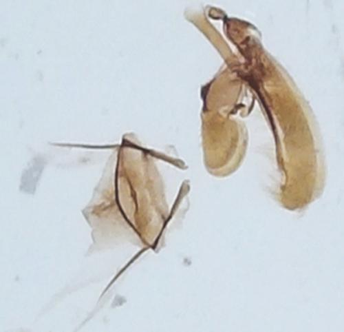 Elachista atricomella